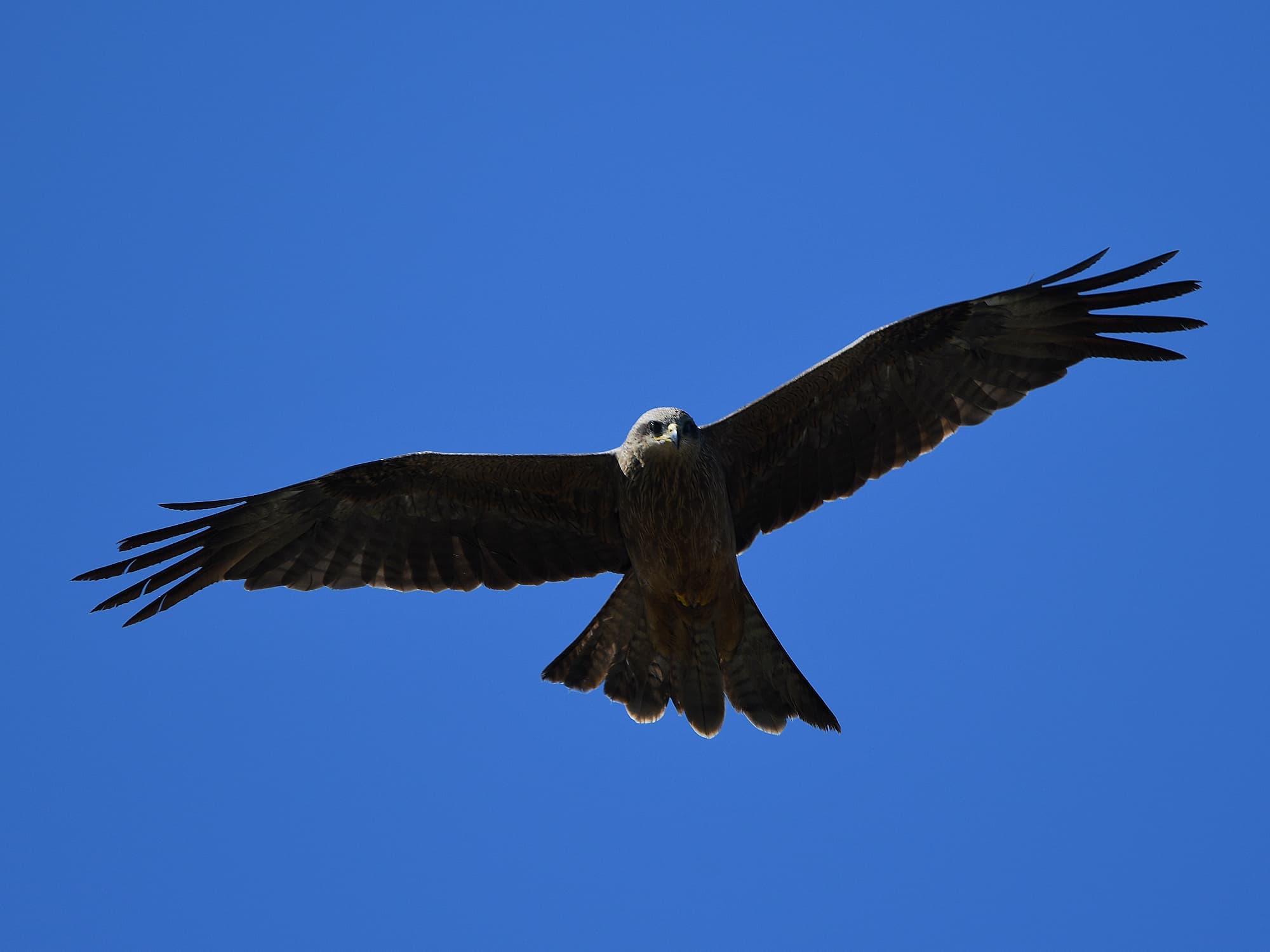 Black Kite (Milvus migrans), Alice Springs Sewage Ponds © Dorothy Latimer