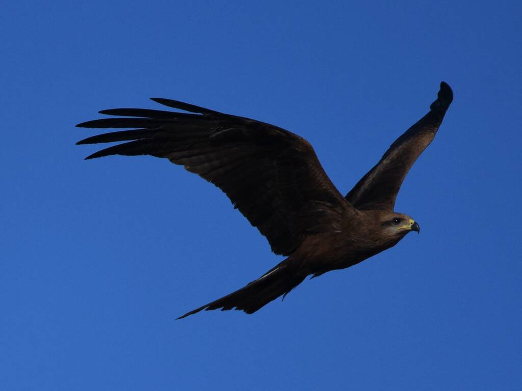 Black Kite (Milvus migrans), Alice Springs Sewage Ponds © Dorothy Latimer