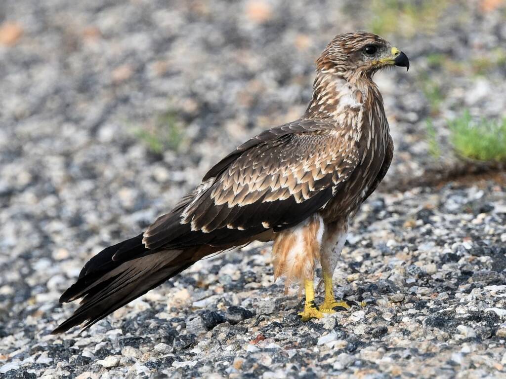 Black Kite (Milvus migrans), Alice Springs Sewage Ponds © Dorothy Latimer