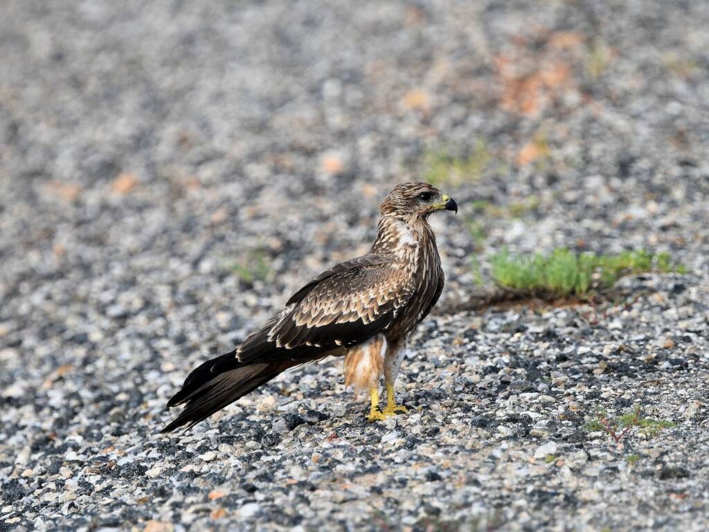 Black Kite (Milvus migrans), Alice Springs Sewage Ponds © Dorothy Latimer
