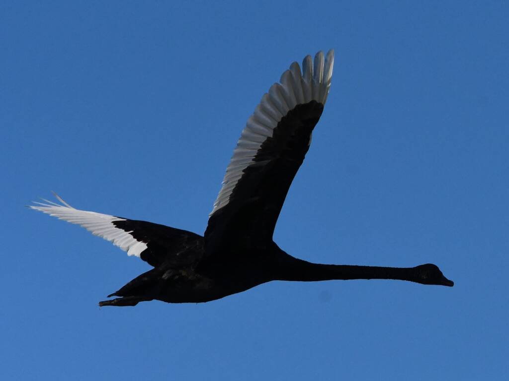 Black Swan (Cygnus atratus), Alice Springs Sewage Ponds © Dorothy Latimer