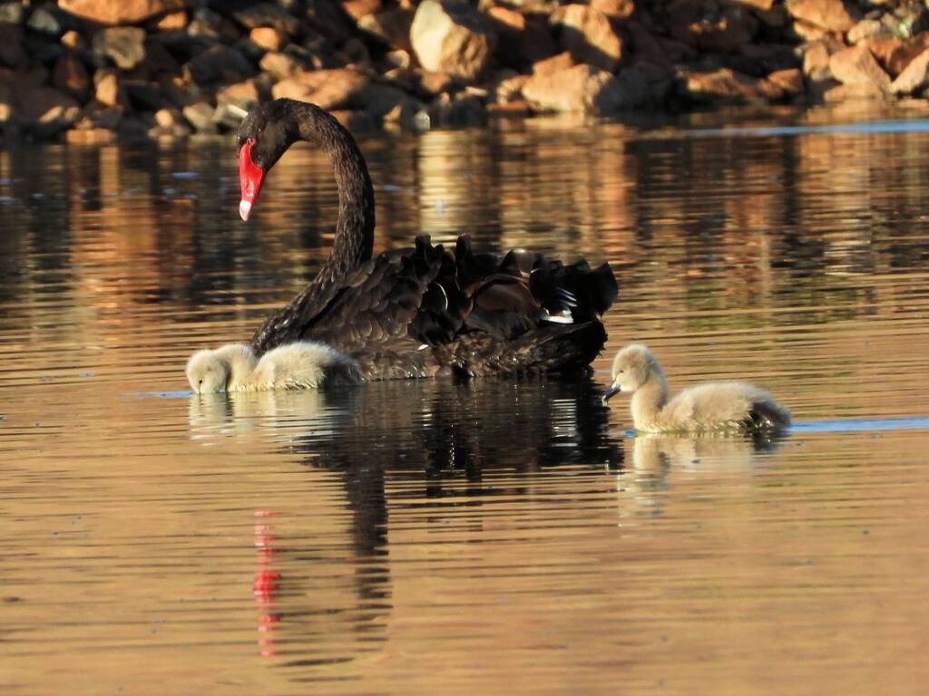 Black Swan (Cygnus atratus) with cygnets, Alice Springs Sewage Ponds © Dorothy Latimer