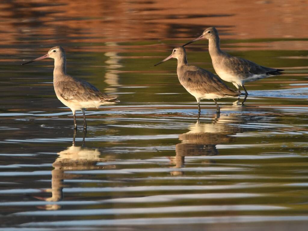 Black-tailed Godwit (Limosa limosa), Alice Springs Sewage Ponds © Dorothy Latimer