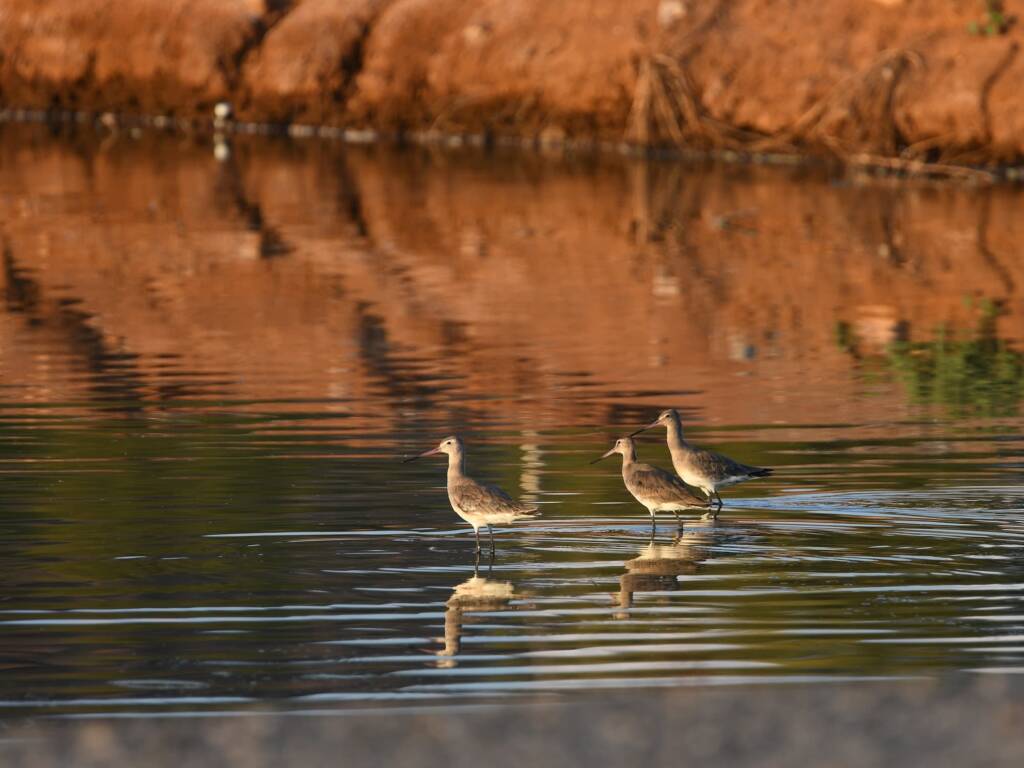 Black-tailed Godwit (Limosa limosa), Alice Springs Sewage Ponds © Dorothy Latimer
