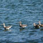 Black-tailed Godwit (Limosa limosa), Alice Springs Sewage Ponds © Dorothy Latimer