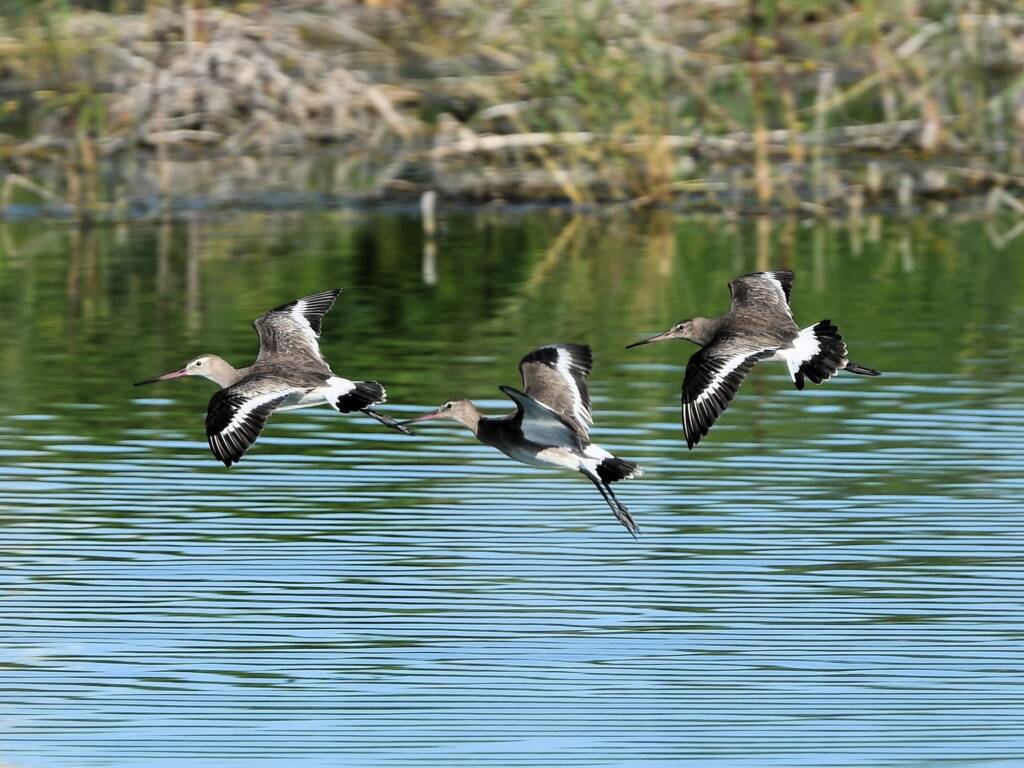 Black-tailed Godwit (Limosa limosa), Alice Springs Sewage Ponds © Dorothy Latimer