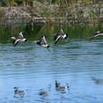 Black-tailed Godwit (Limosa limosa), Alice Springs Sewage Ponds © Dorothy Latimer