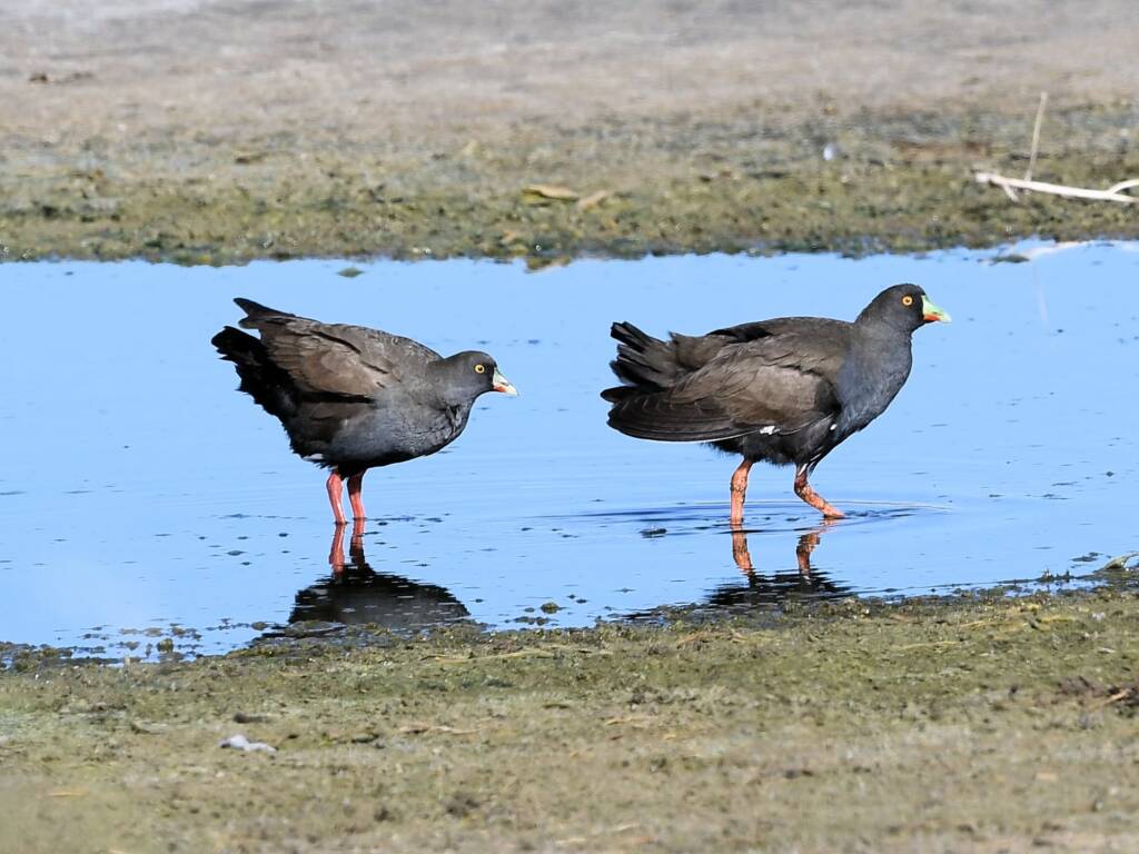 Black-tailed Native Hen (Tribonyx ventralis), Alice Springs Sewage Ponds © Dorothy Latimer