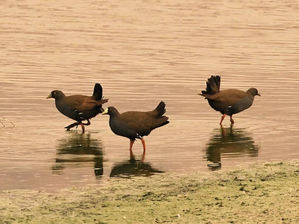 Black-tailed Native Hen (Tribonyx ventralis), Alice Springs Sewage Ponds © Dorothy Latimer