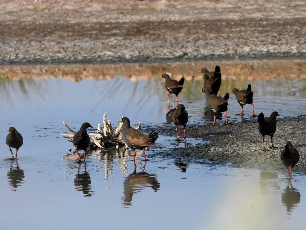 Black-tailed Native Hen (Tribonyx ventralis), Alice Springs Sewage Ponds © Dorothy Latimer