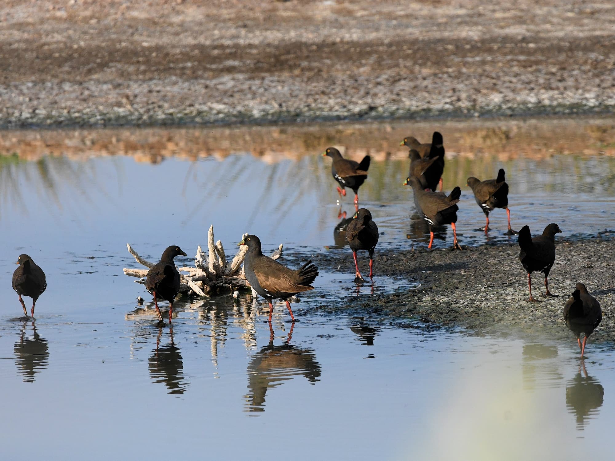 Black-tailed Native Hen (Tribonyx ventralis), Alice Springs Sewage Ponds © Dorothy Latimer