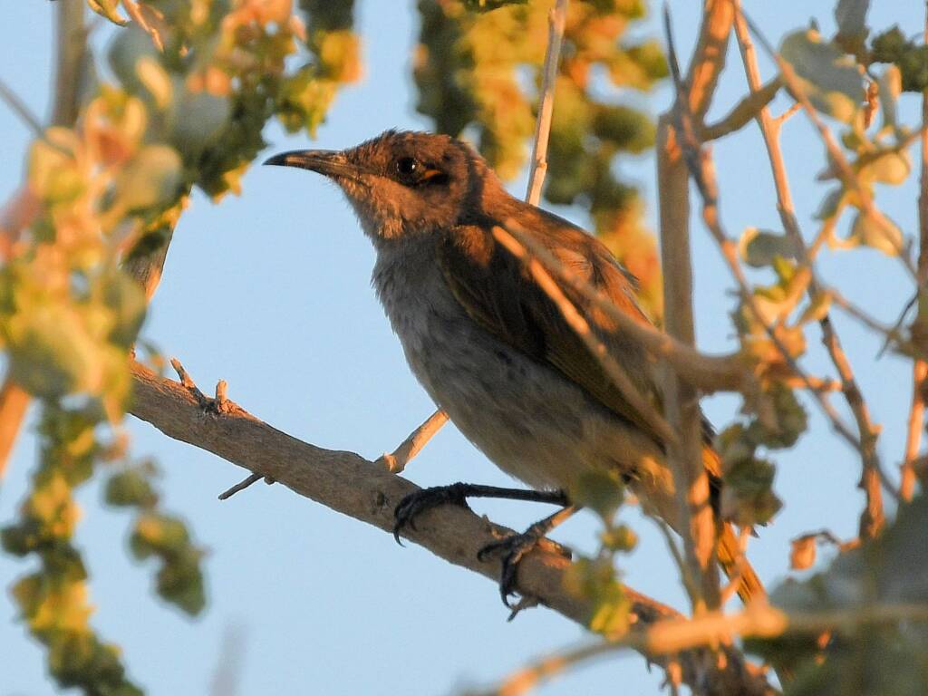 Brown Honeyeater (Lichmera indistincta), Alice Springs Sewage Ponds, NT © Dorothy Latimer