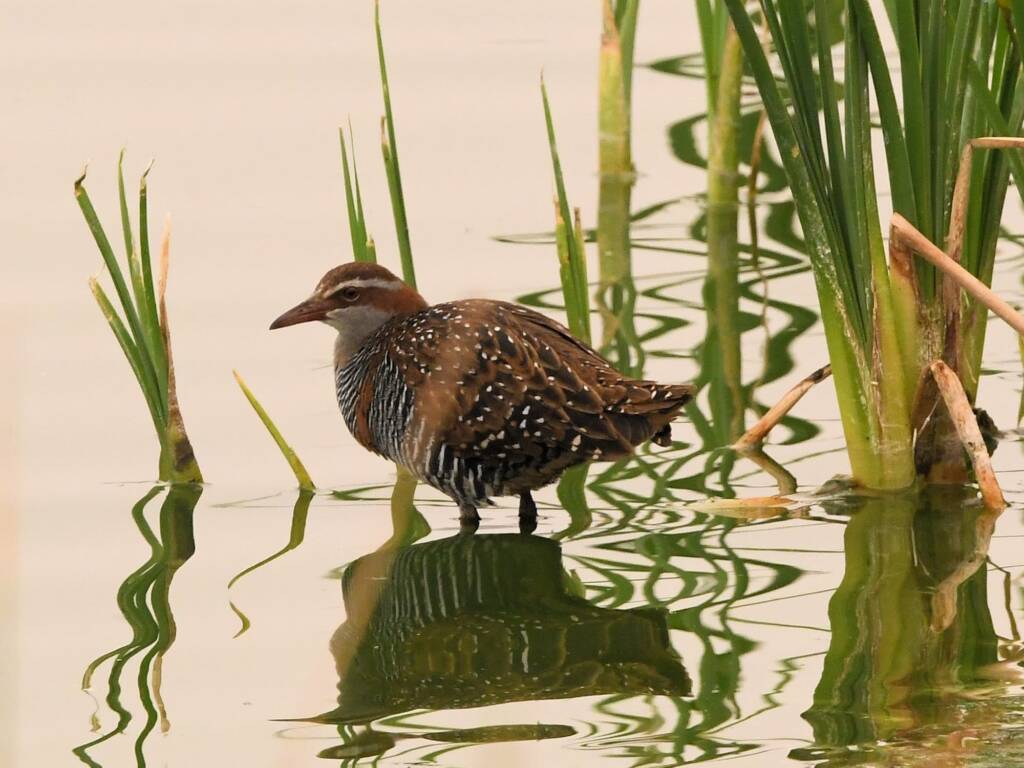 Buff-banded Rail (Hypotaenidia philippensis), Alice Springs Sewage Ponds © Dorothy Latimer