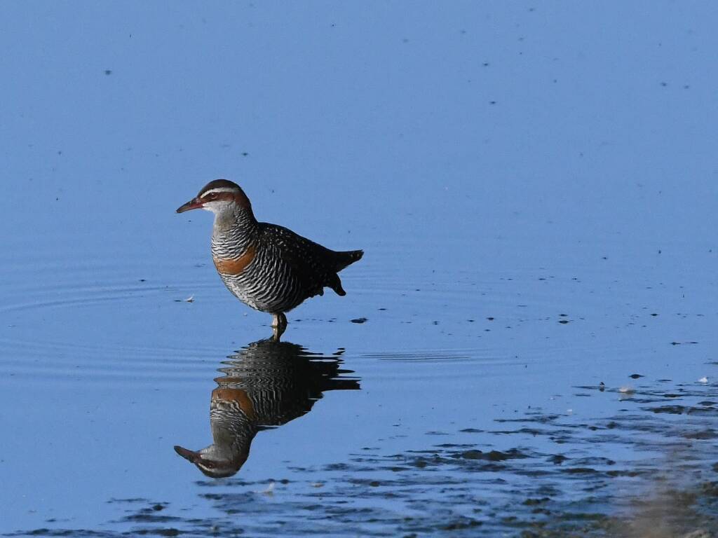 Buff-banded Rail (Hypotaenidia philippensis), Alice Springs Sewage Ponds © Dorothy Latimer