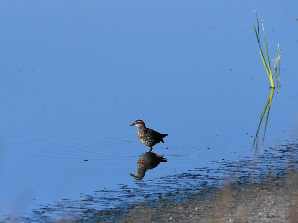 Buff-banded Rail (Hypotaenidia philippensis), Alice Springs Sewage Ponds © Dorothy Latimer
