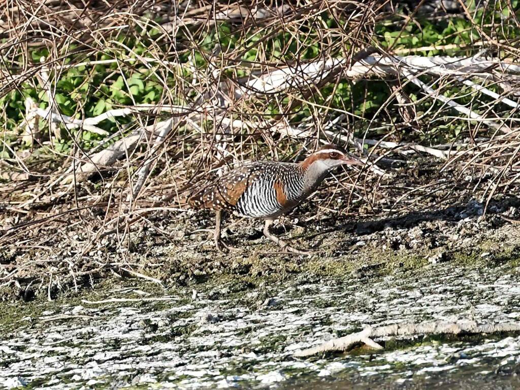 Buff-banded Rail (Hypotaenidia philippensis), Alice Springs Sewage Ponds © Dorothy Latimer