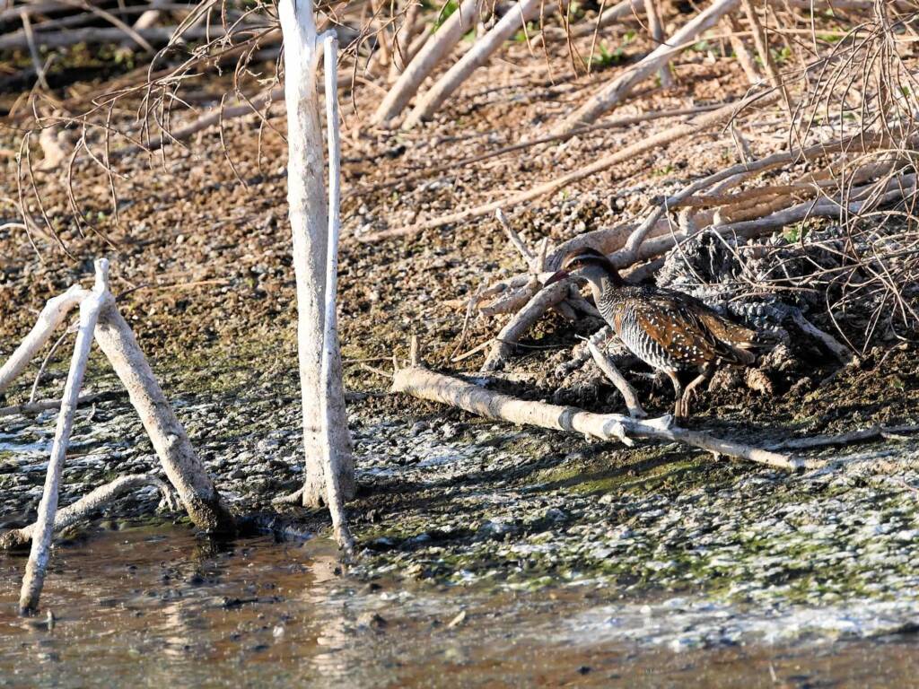 Buff-banded Rail (Hypotaenidia philippensis), Alice Springs Sewage Ponds © Dorothy Latimer