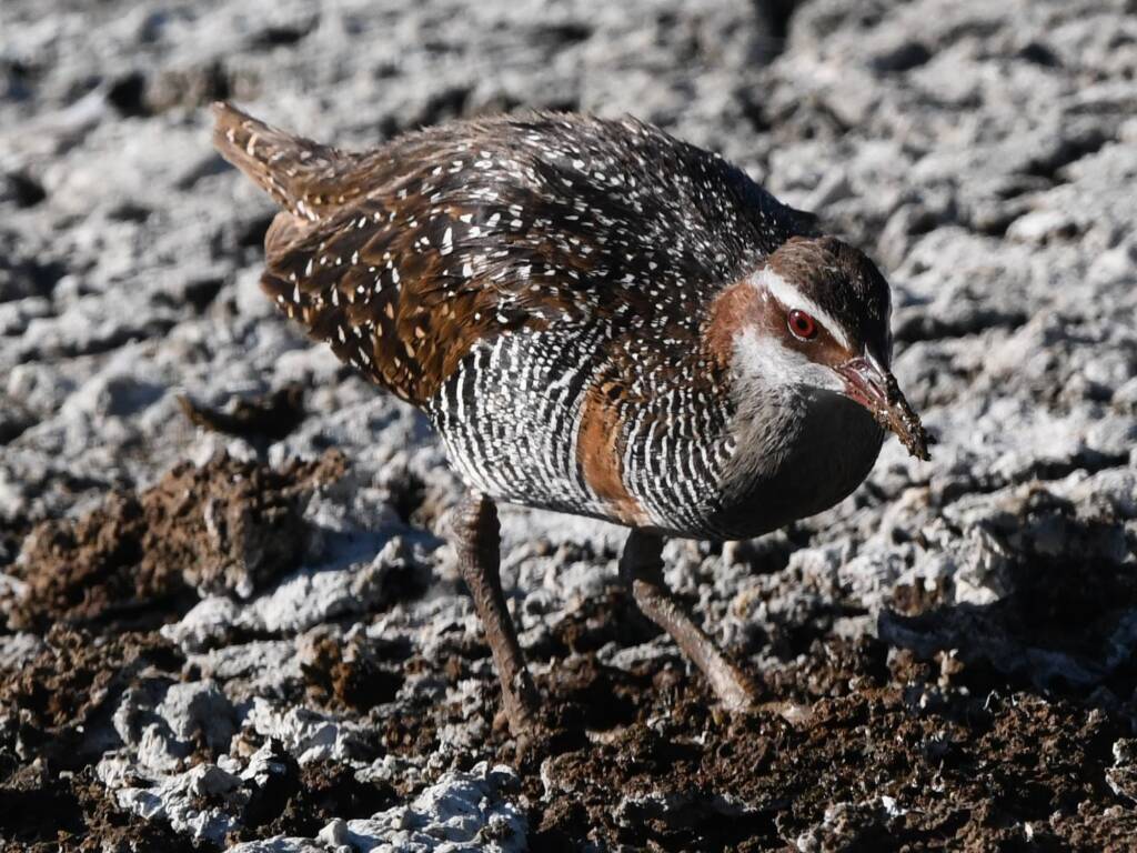 Buff-banded Rail (Hypotaenidia philippensis), Alice Springs Sewage Ponds © Dorothy Latimer