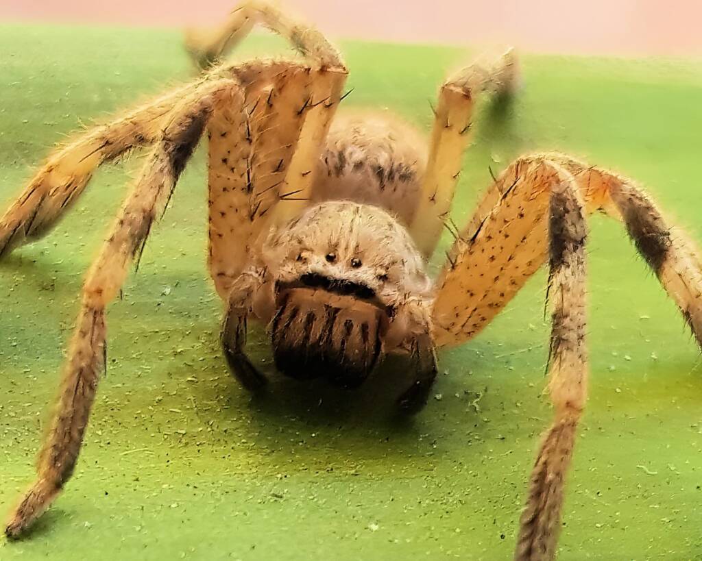 Badge Huntsman Spider (from the "calligaster group"), Alice Springs NT