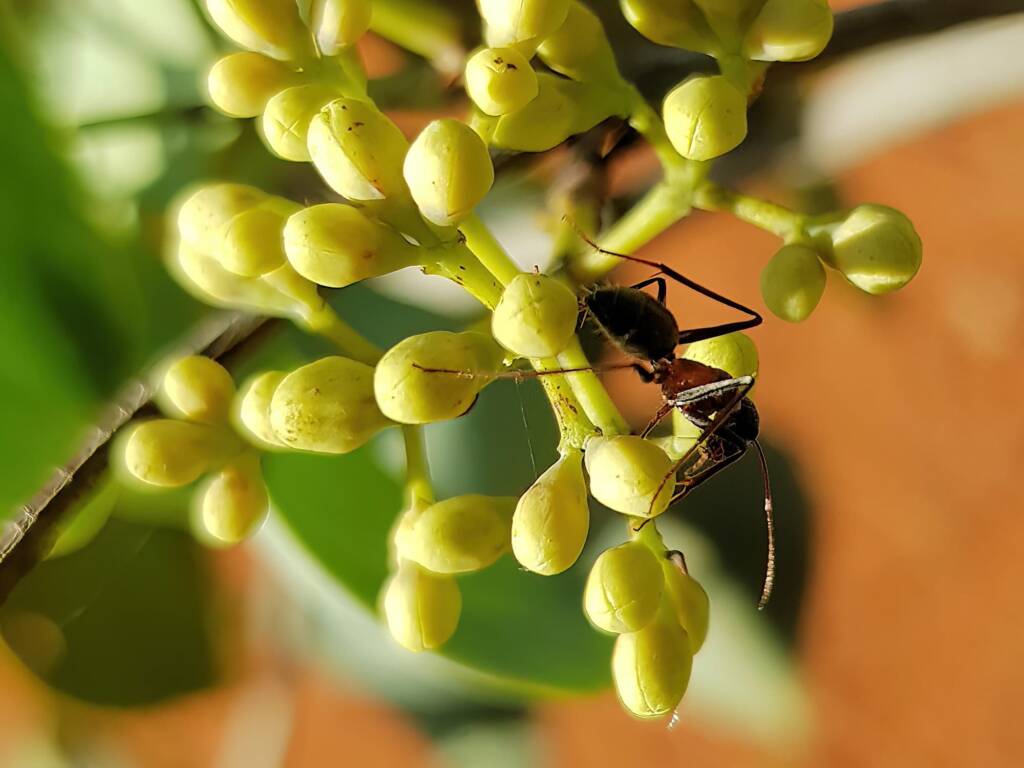 Camponotus denticulatus, Alice Springs Desert Park NT