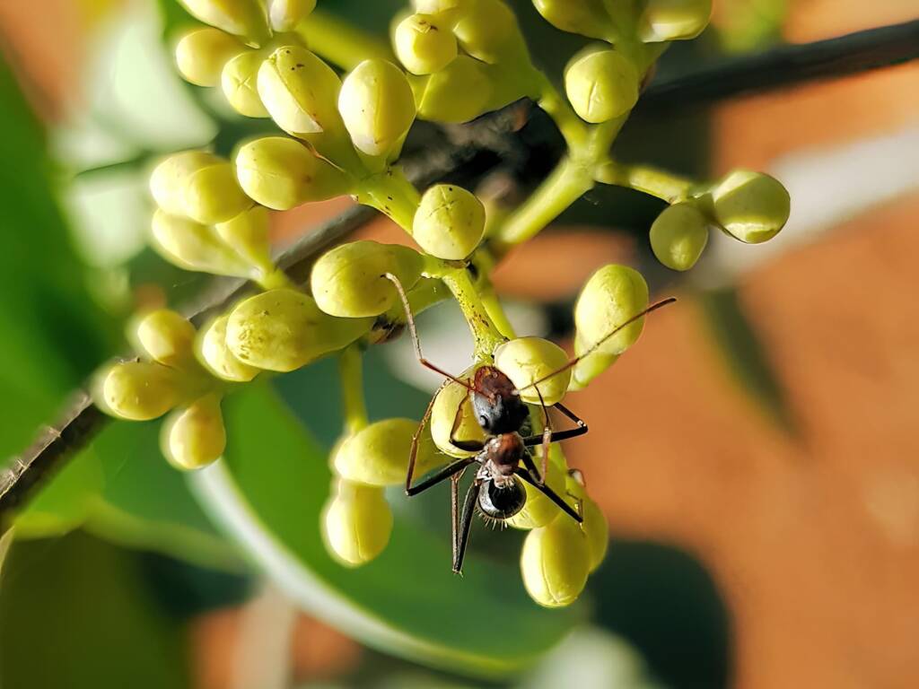 Camponotus denticulatus, Alice Springs Desert Park NT