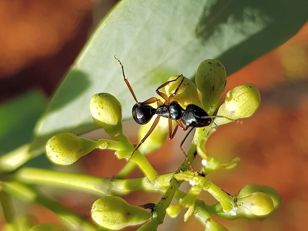 Camponotus denticulatus, Alice Springs Desert Park NT