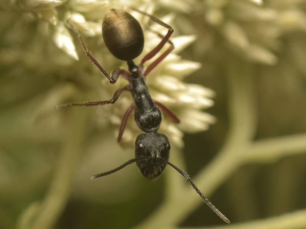 Camponotus suffusus ssp. bendigensis, Black Mountain Nature Reserve ACT © Tony Eales
