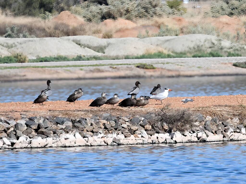 Birds at the Ponds, including Caspian Tern (Hydroprogne caspia), Alice Springs Sewage Ponds, NT © Dorothy Latimer