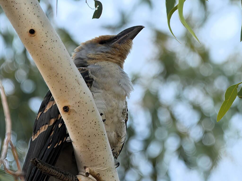 Channel-billed Cuckoo (Scythrops novaehollandiae), Alice Springs Sewage Ponds © Dorothy Latimer