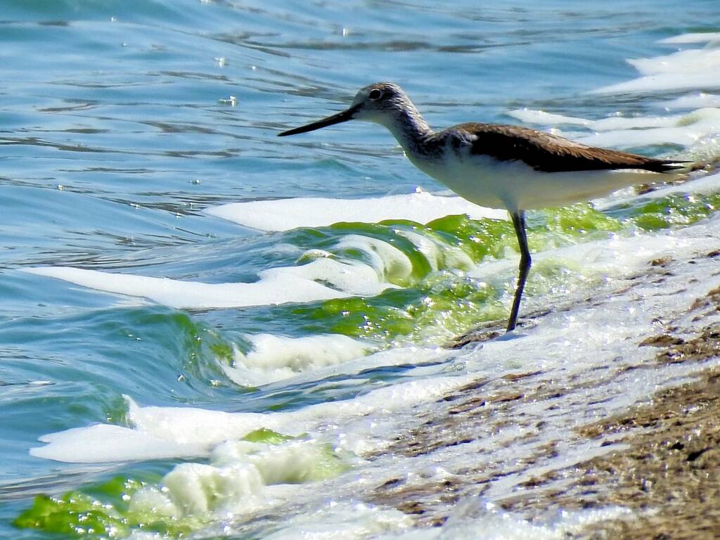 Common Greenshank (Tringa nebularia), Alice Springs Sewage Ponds, NT © Dorothy Latimer