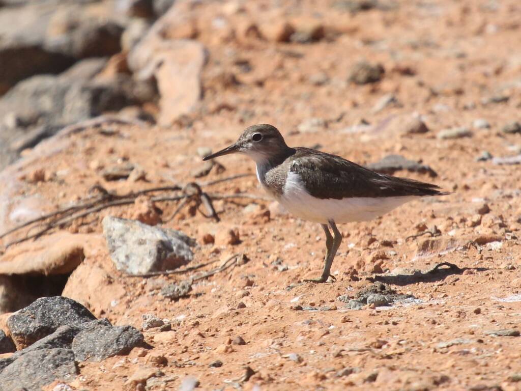 Common Sandpiper (Actitis hypoleucos), Alice Springs Sewage Ponds © Dorothy Latimer