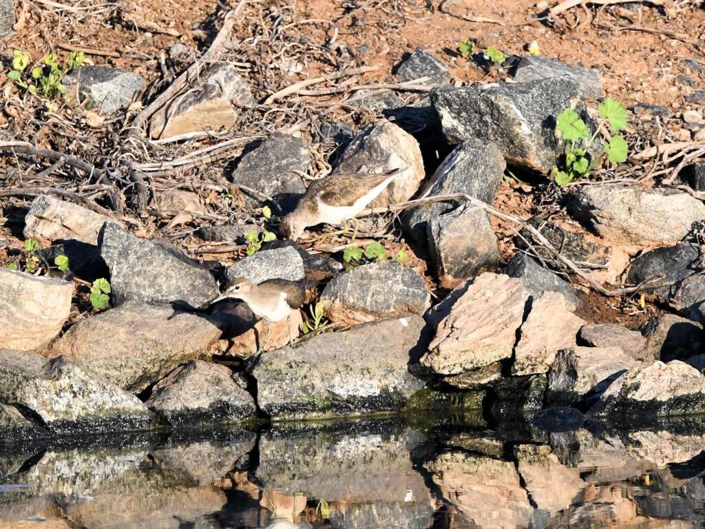Common Sandpiper (Actitis hypoleucos), Alice Springs Sewage Ponds © Dorothy Latimer