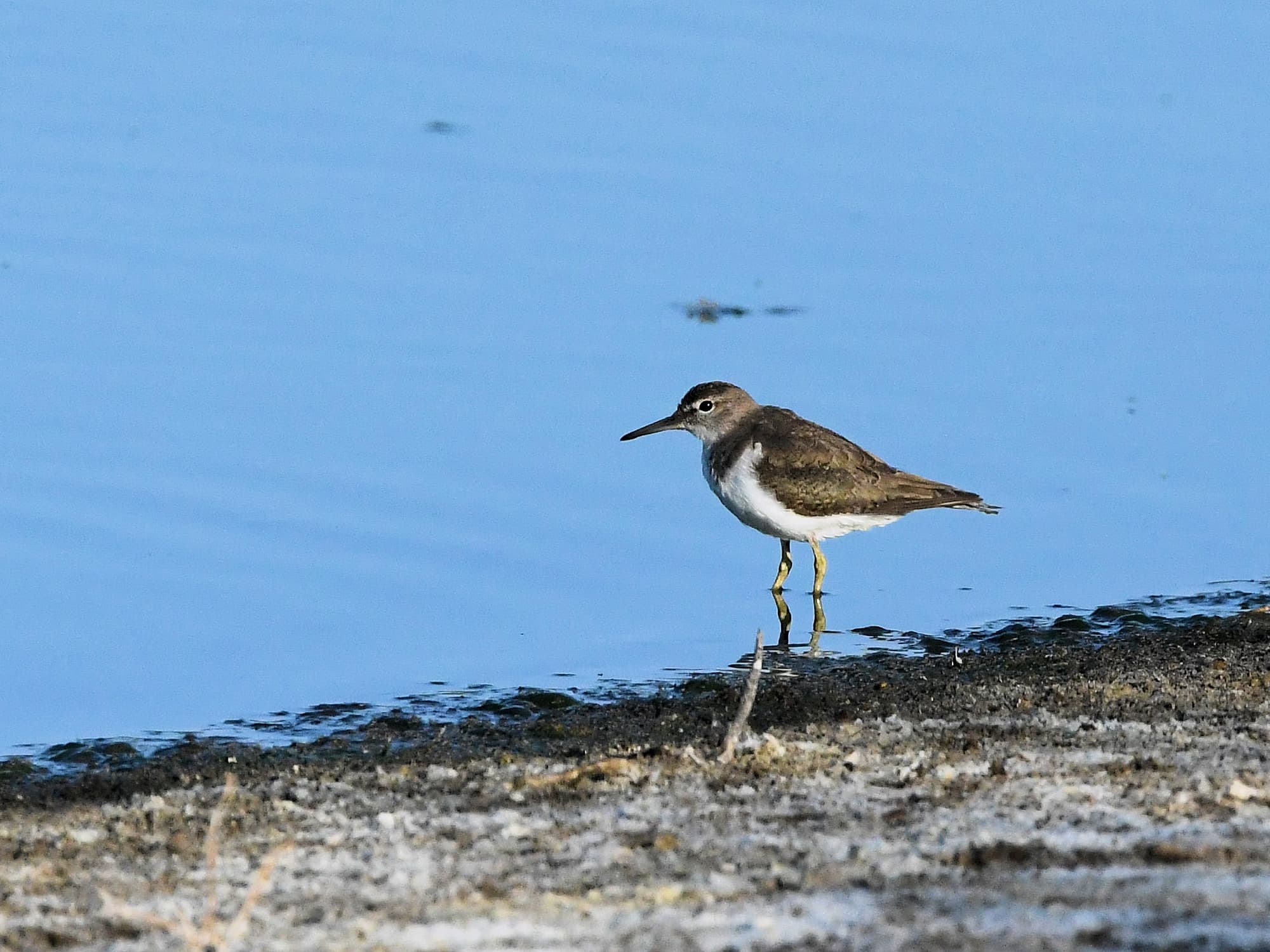 Common Sandpiper (Actitis hypoleucos), Alice Springs Sewage Ponds © Dorothy Latimer
