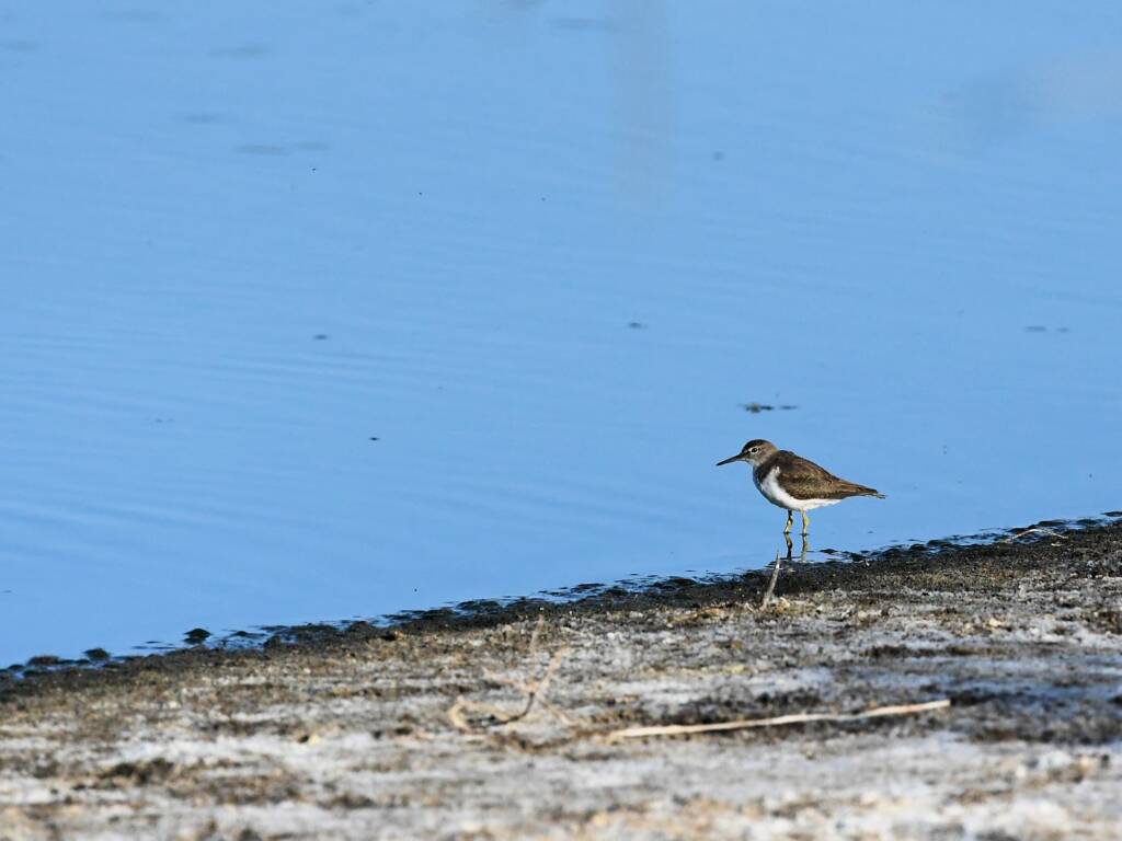Common Sandpiper (Actitis hypoleucos), Alice Springs Sewage Ponds © Dorothy Latimer