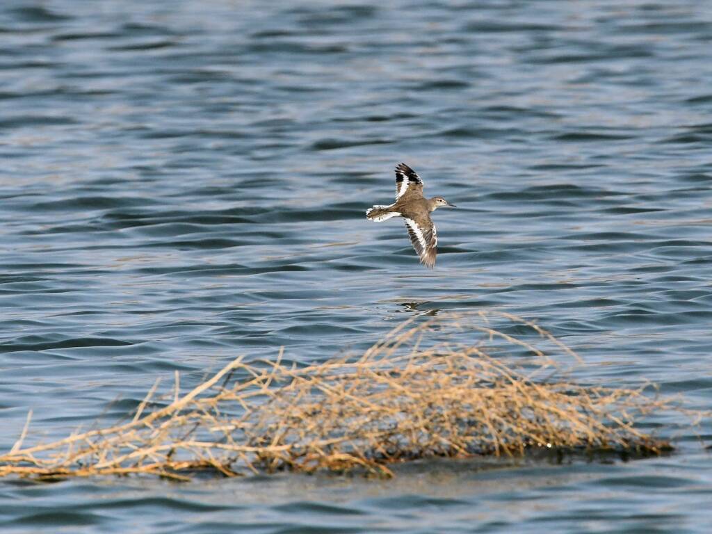 Common Sandpiper (Actitis hypoleucos), Alice Springs Sewage Ponds © Dorothy Latimer
