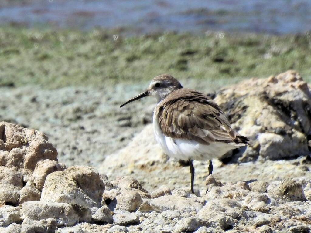 Curlew Sandpiper (Calidris ferruginea), Alice Springs Sewage Ponds, NT © Dorothy Latimer