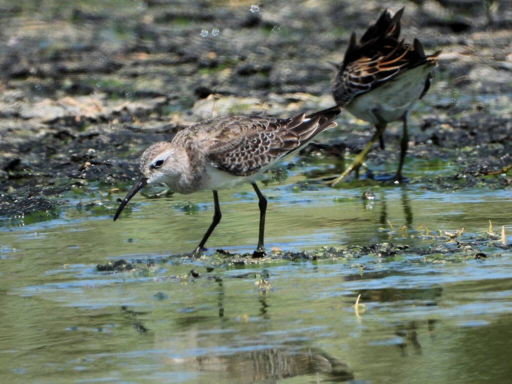 Curlew Sandpiper (Calidris ferruginea), Alice Springs Sewage Ponds, NT © Dorothy Latimer