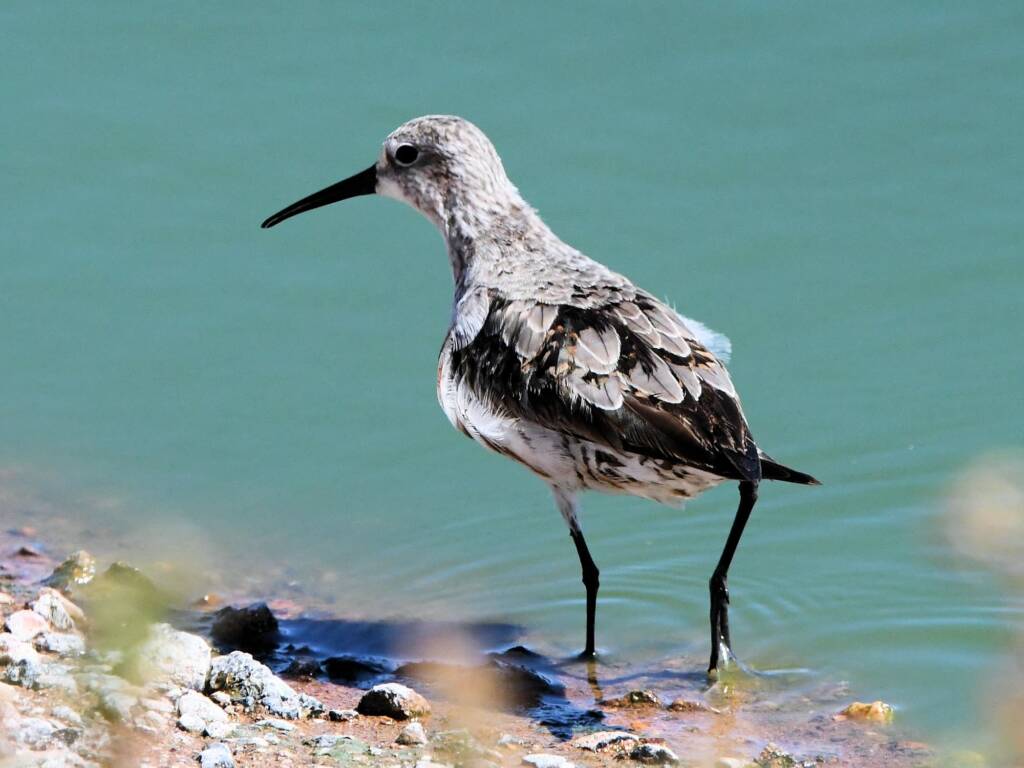 Curlew Sandpiper (Calidris ferruginea), Alice Springs Sewage Ponds, NT © Dorothy Latimer