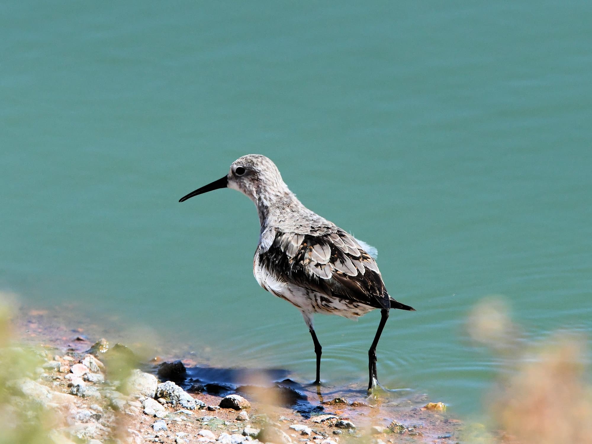 Curlew Sandpiper (Calidris ferruginea), Alice Springs Sewage Ponds, NT © Dorothy Latimer