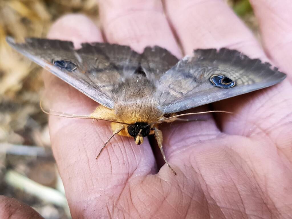 Dasypodia selenophora (Southern Old Lady Moth), Alice Springs NT