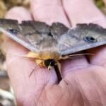 Dasypodia selenophora (Southern Old Lady Moth), Alice Springs NT