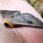 Dasypodia selenophora (Southern Old Lady Moth), Alice Springs NT