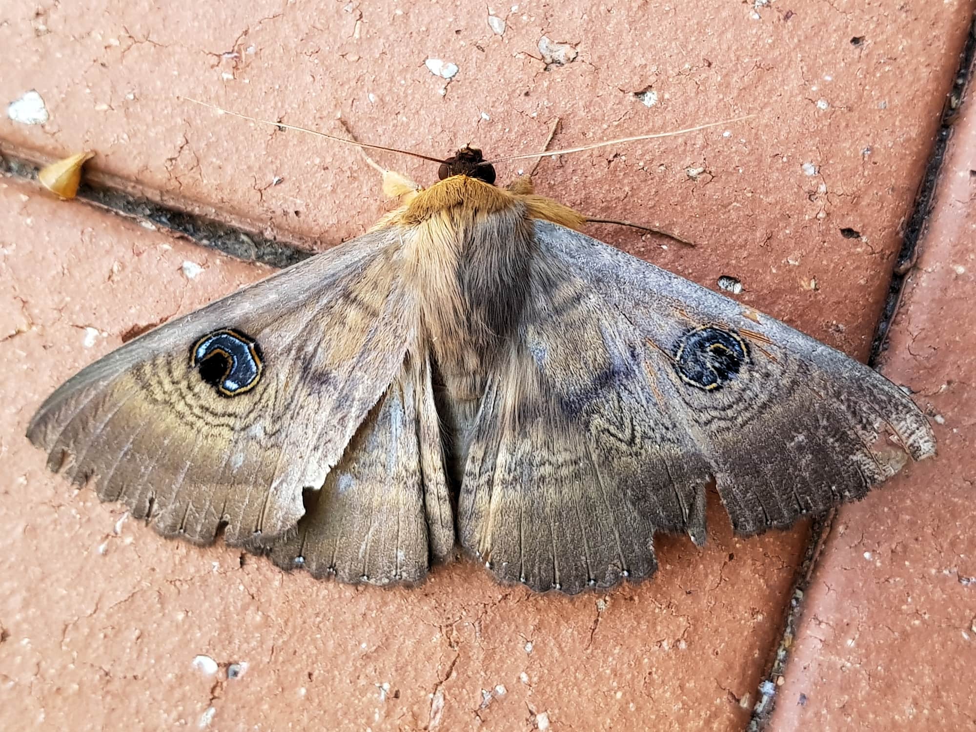 Dasypodia selenophora (Southern Old Lady Moth), Alice Springs NT