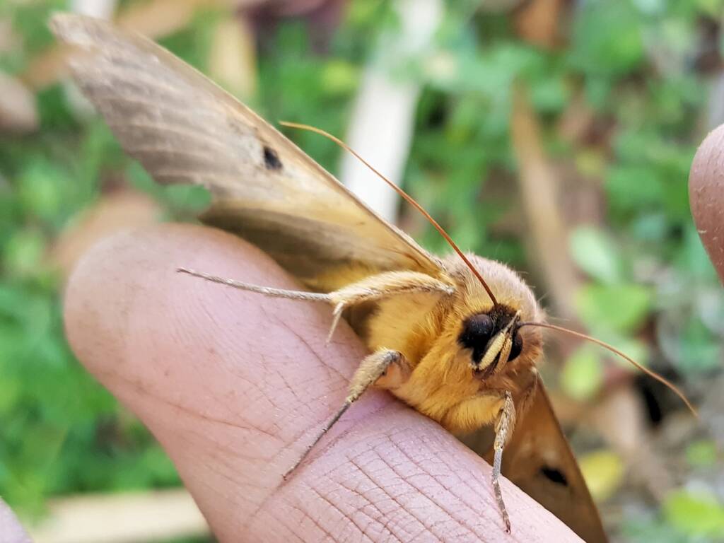 Dasypodia selenophora (Southern Old Lady Moth), Alice Springs NT