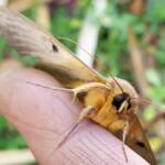 Dasypodia selenophora (Southern Old Lady Moth), Alice Springs NT