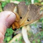 Dasypodia selenophora (Southern Old Lady Moth), Alice Springs NT