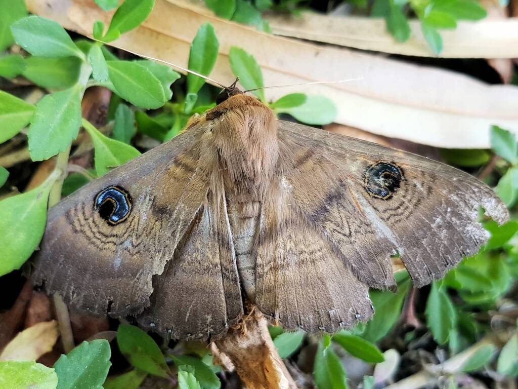 Dasypodia selenophora (Southern Old Lady Moth), Alice Springs NT