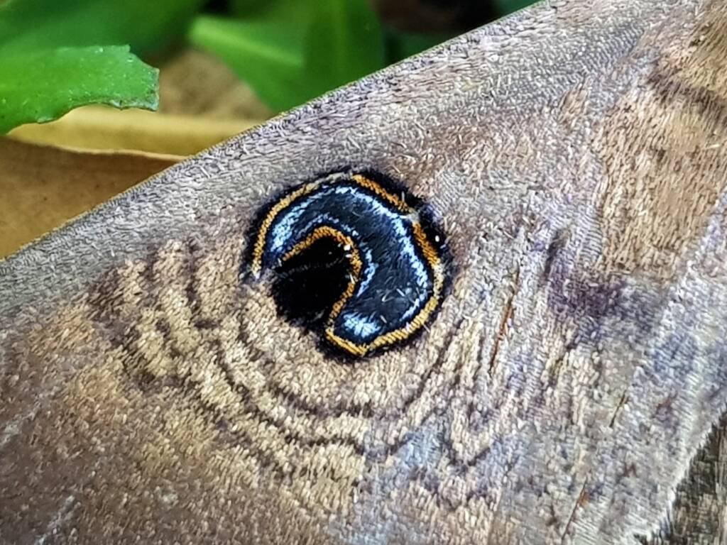 Dasypodia selenophora (Southern Old Lady Moth), Alice Springs NT