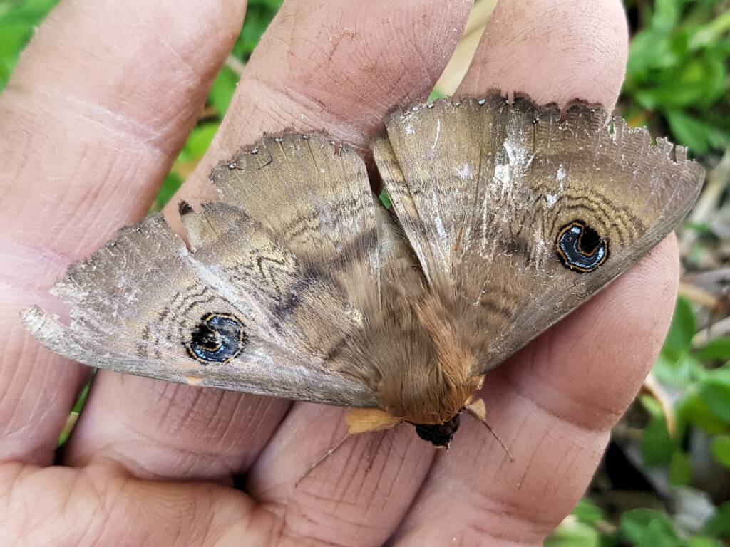 Dasypodia selenophora (Southern Old Lady Moth), Alice Springs NT