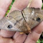 Dasypodia selenophora (Southern Old Lady Moth), Alice Springs NT